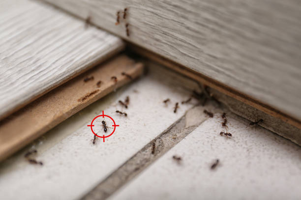 Best Pest Prevention Services  in Brisbane, CA