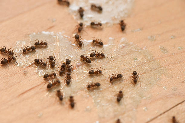 Best Best Pest Control Companies  in Brisbane, CA